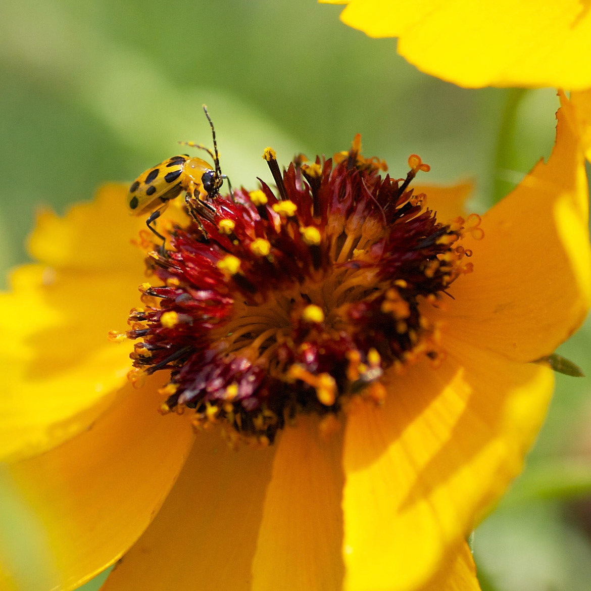 Spotted Cucumber Beetle