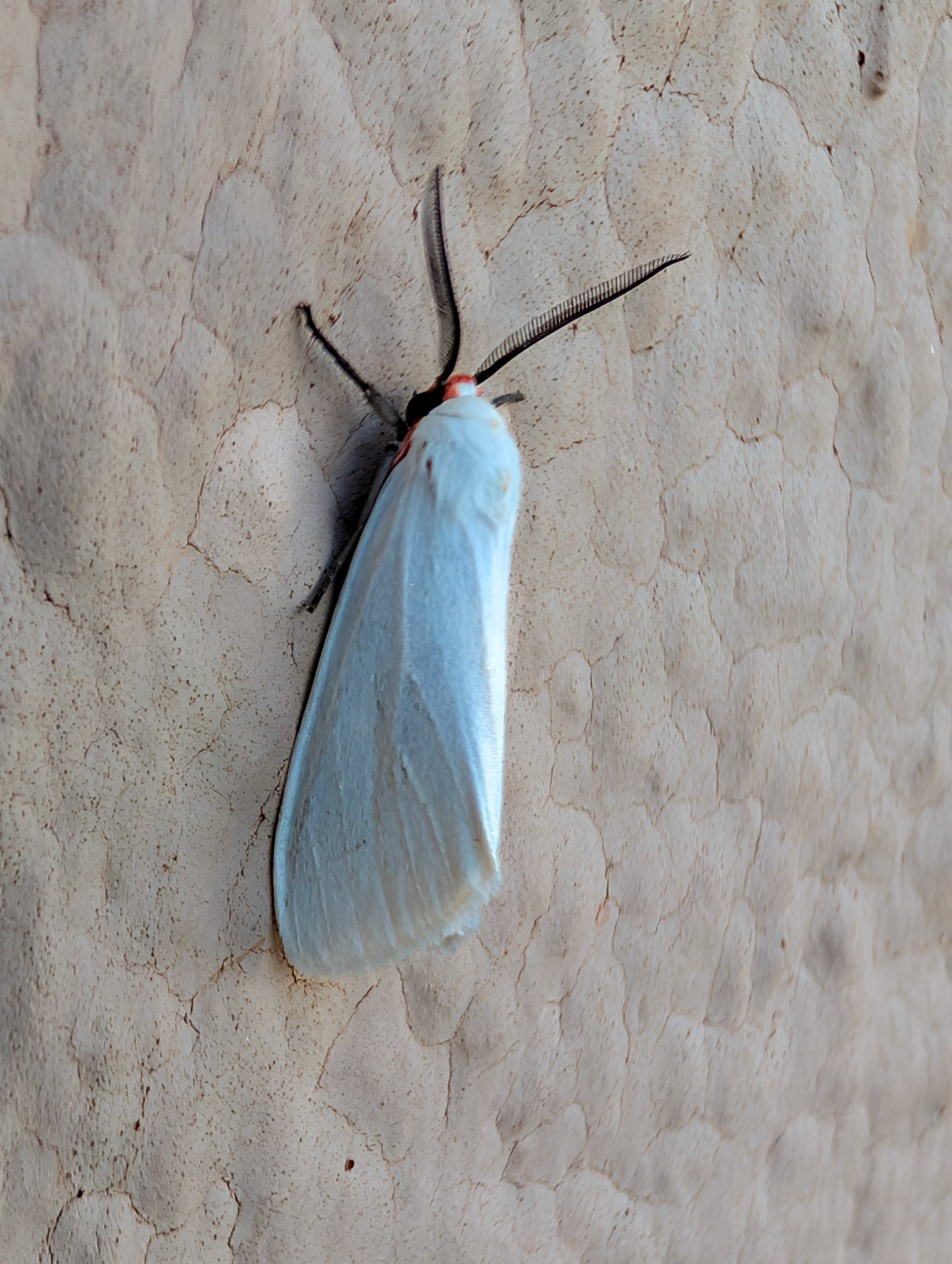 Red-headed Pygarctia Moth