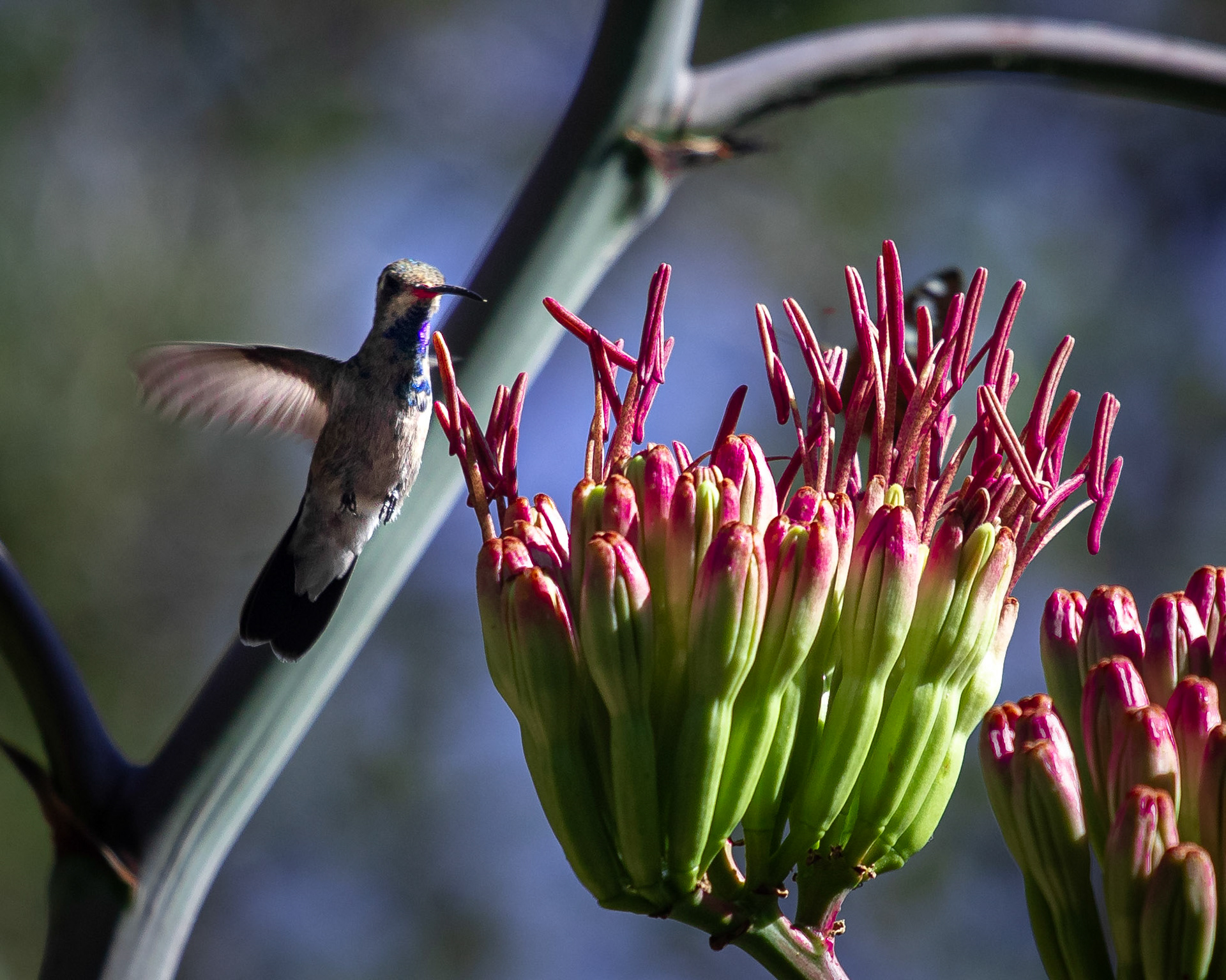Broad-billed Hummingbird