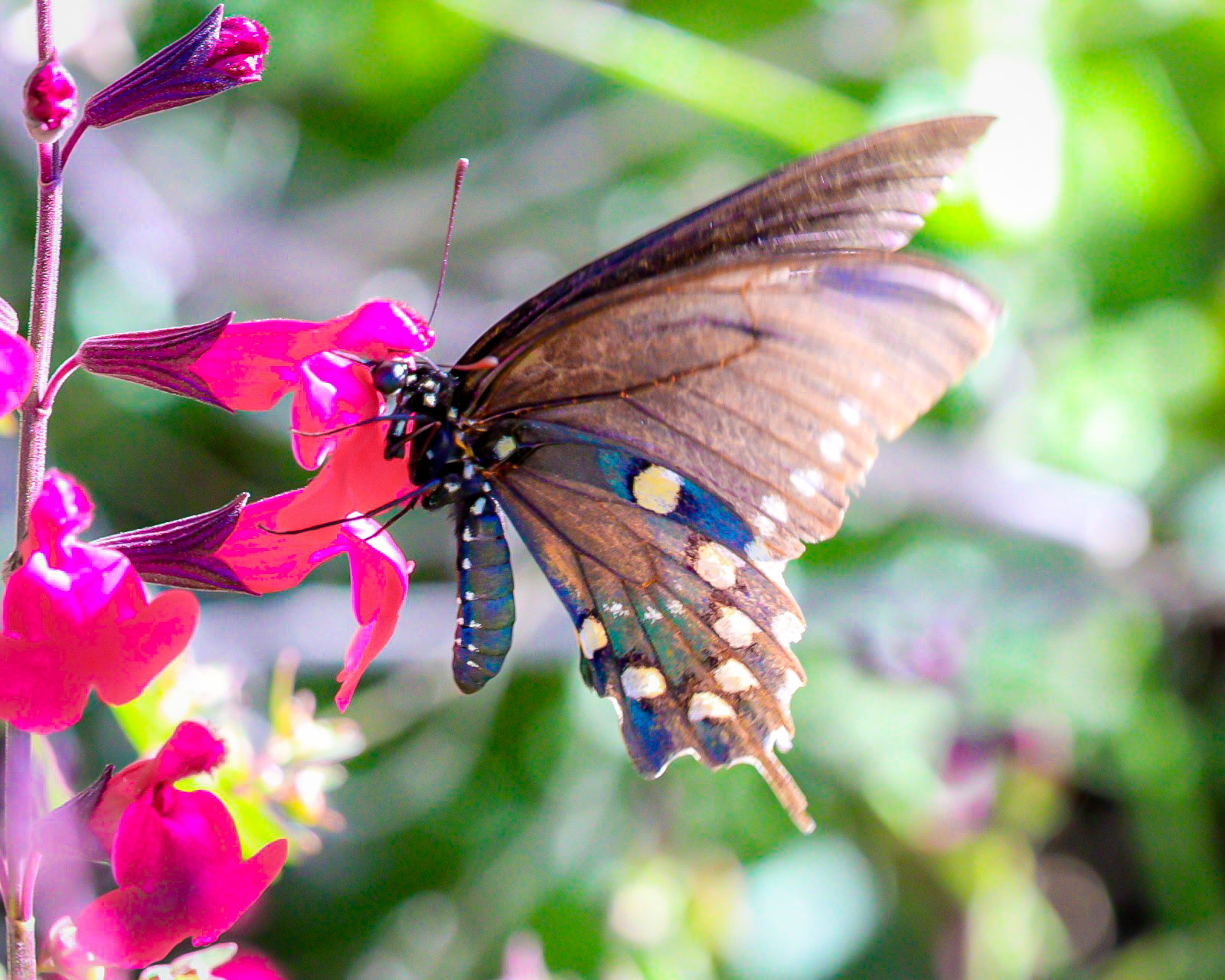 Pipevine Swallowtail