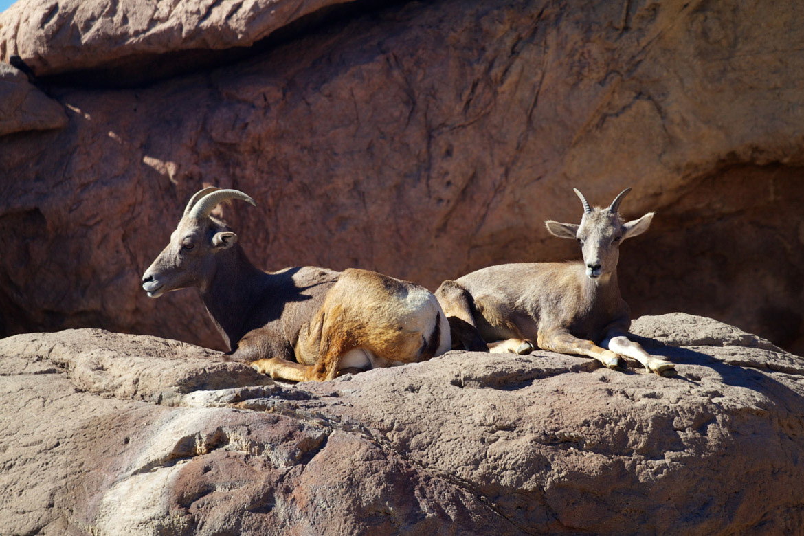 Bighorn Sheep