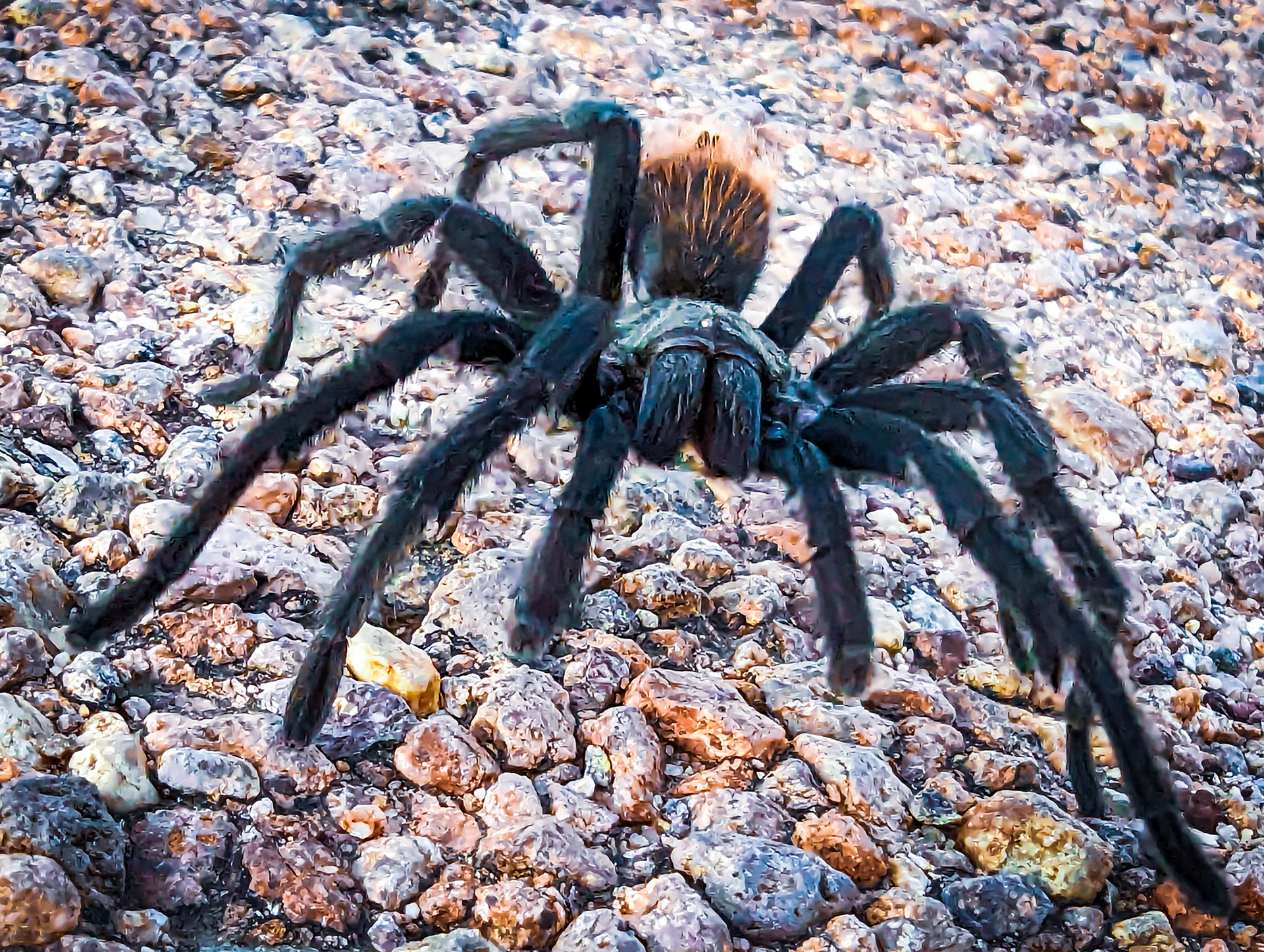 Tarantula (Aphonopelma)