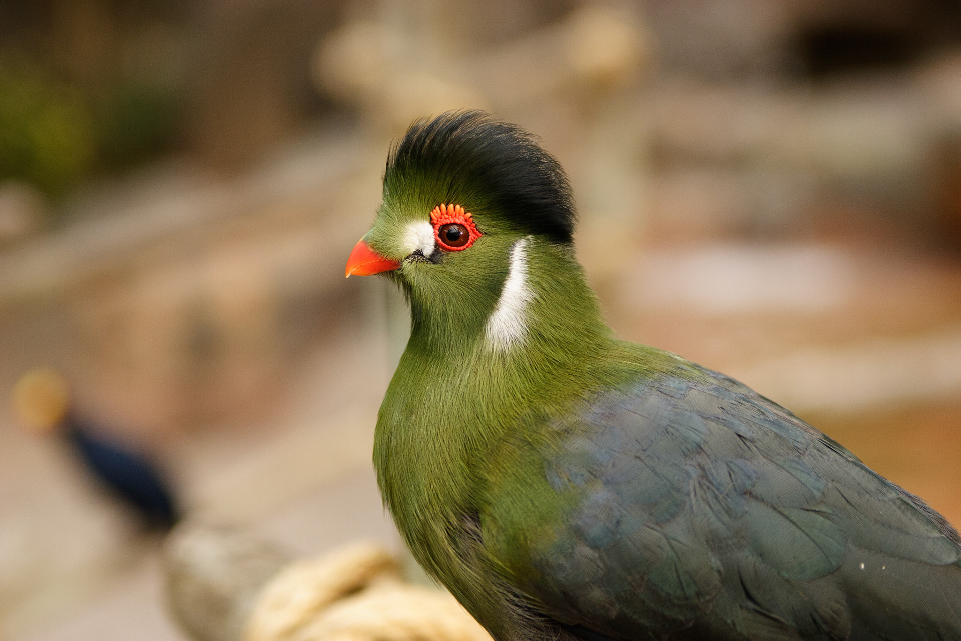 White Cheeked Turaco