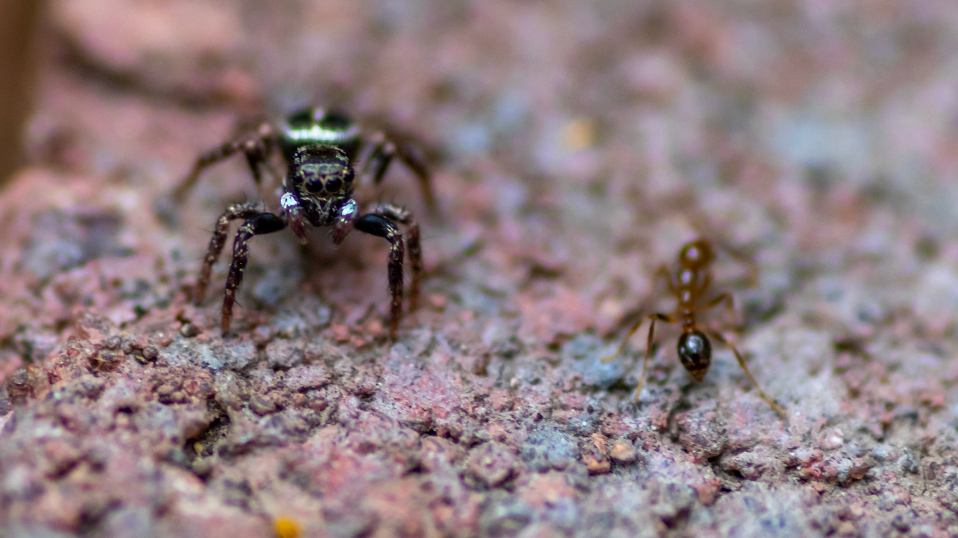 Jumping Spider