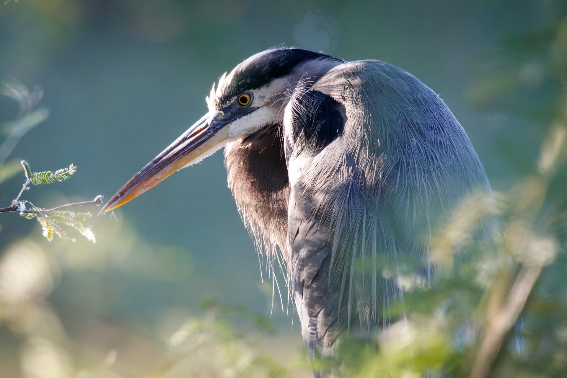 Great Blue Heron