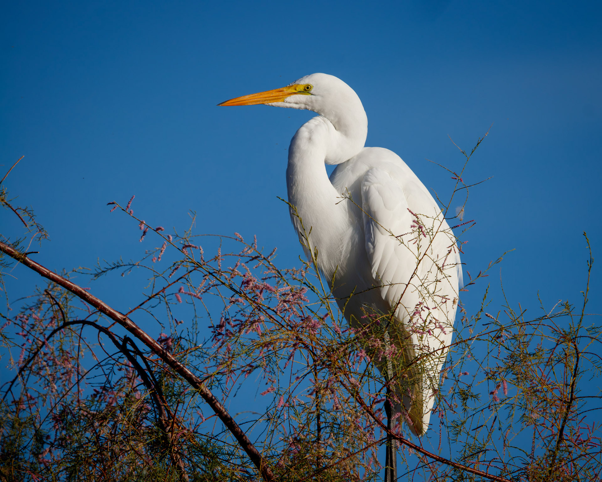 Great Egret