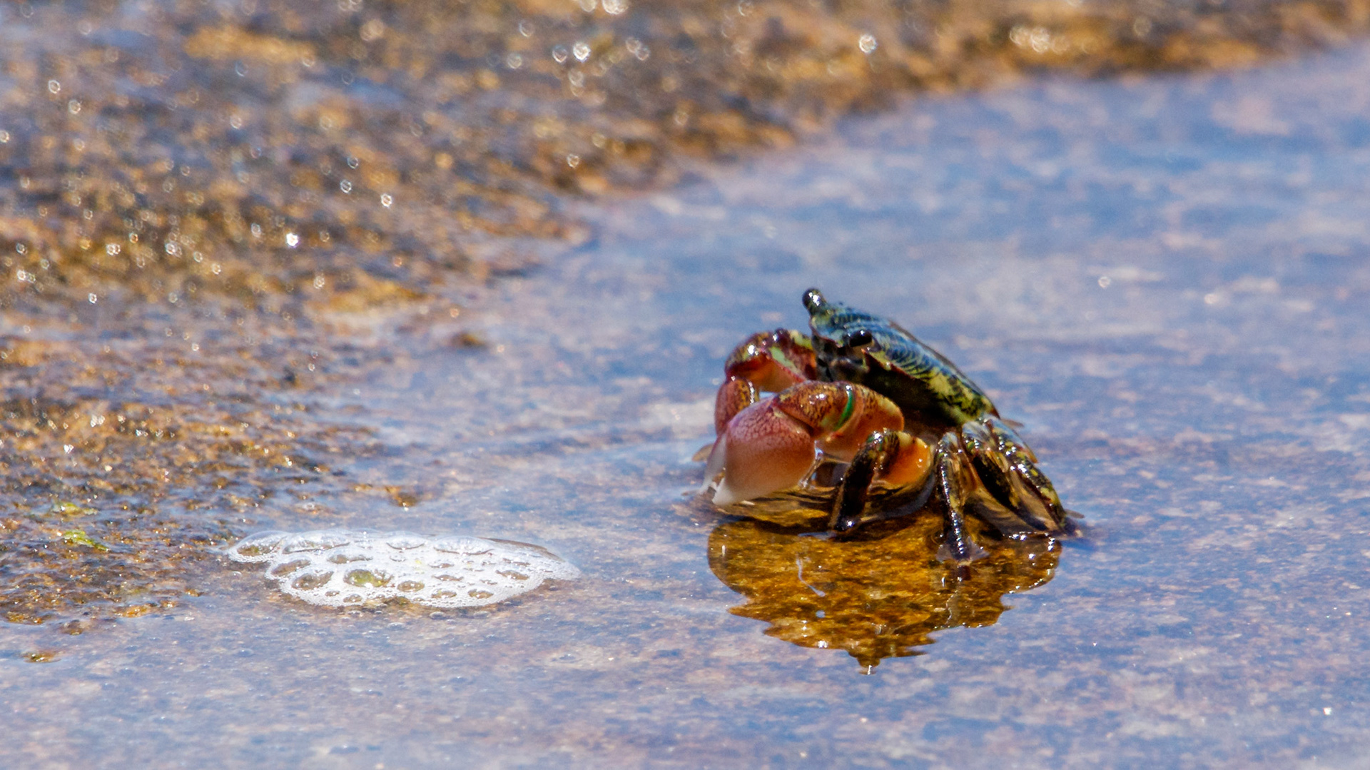 Stripped Shore Crab