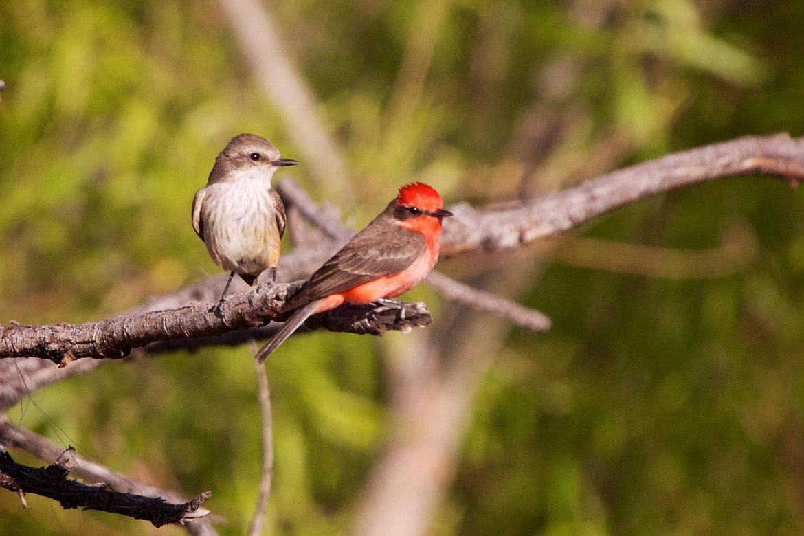 Male and female Vermilion Flycatchers