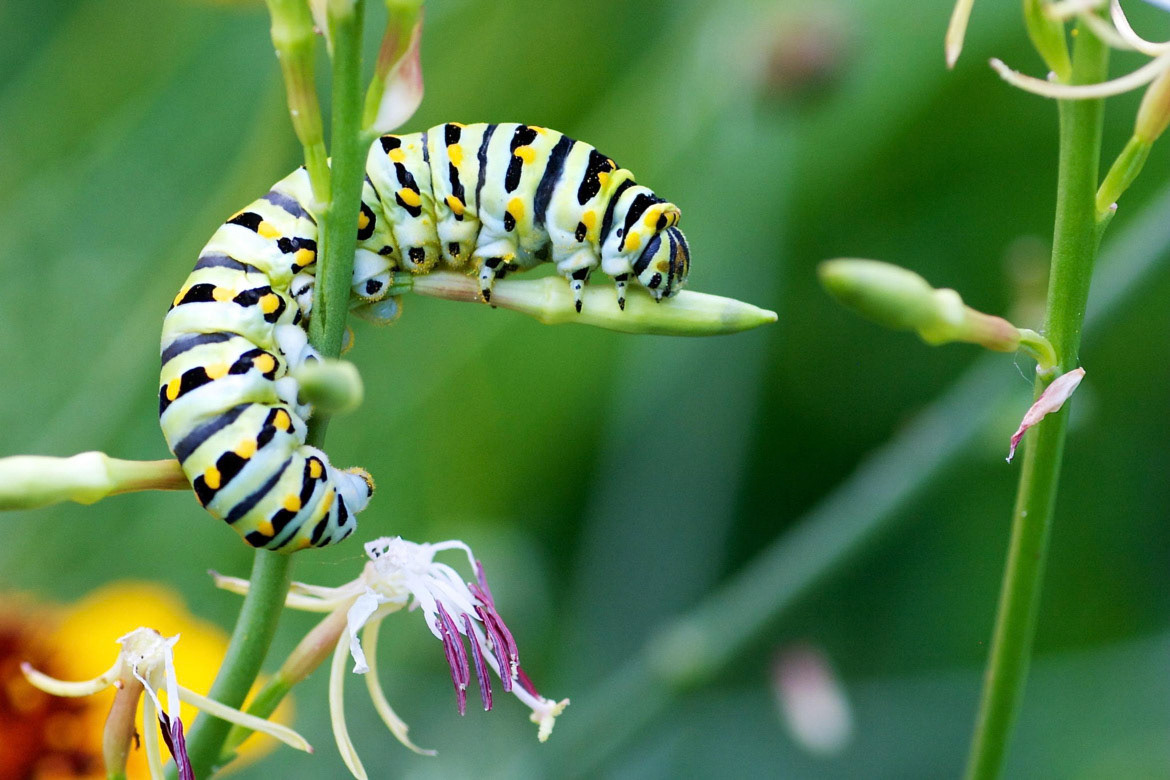 Black Swallowtail Caterpillar