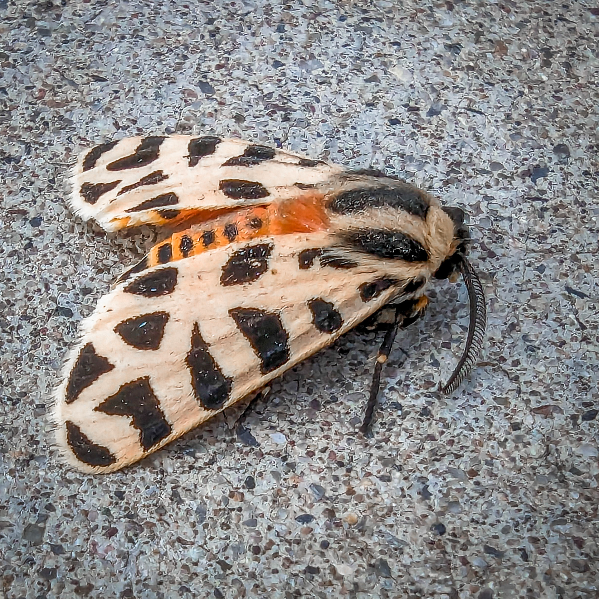 Mexican Tiger Moth