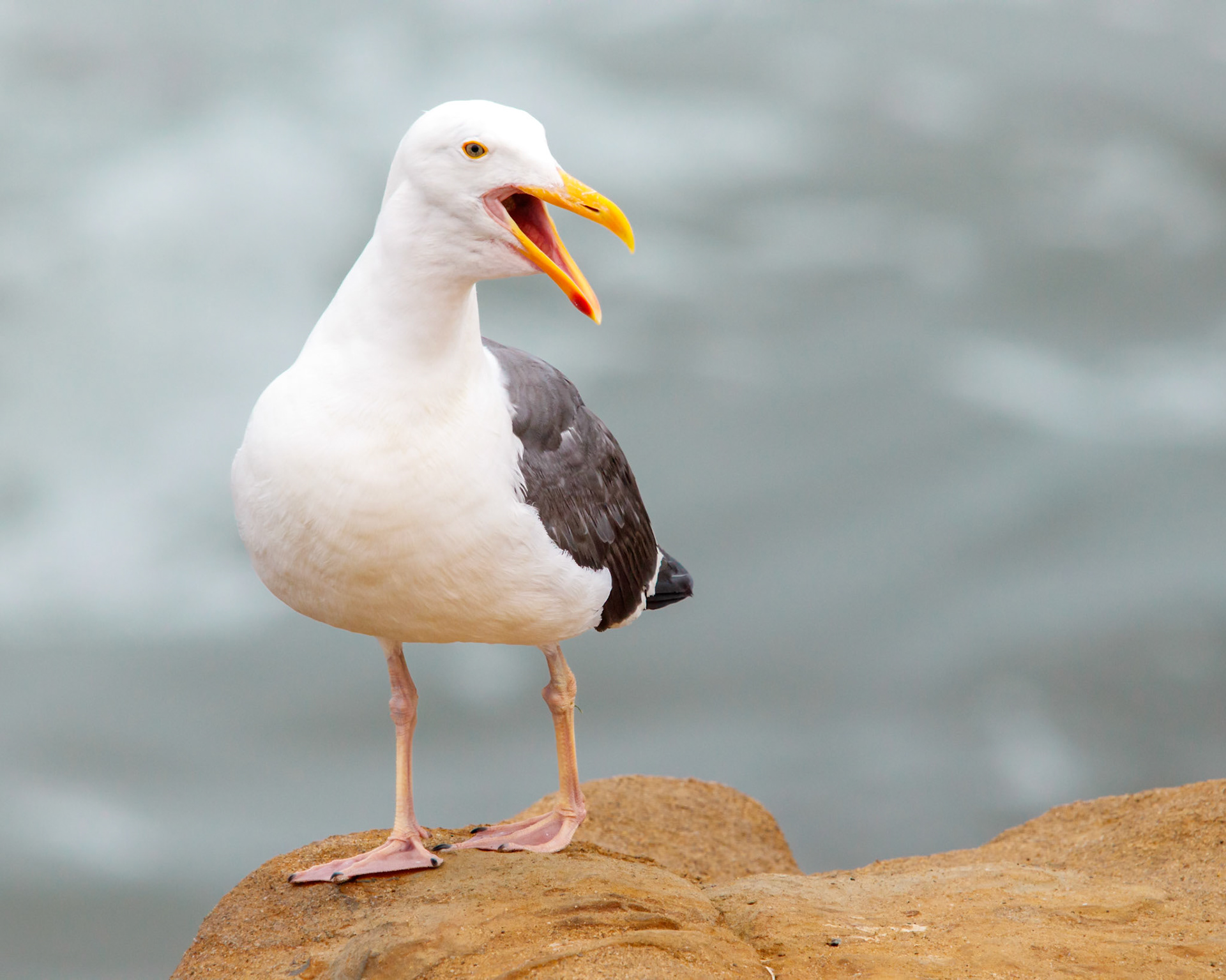 Western Gull