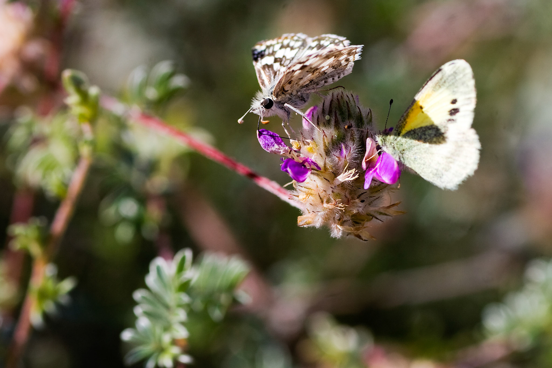 Common Checkered Skipper &amp; Desert Orangetip