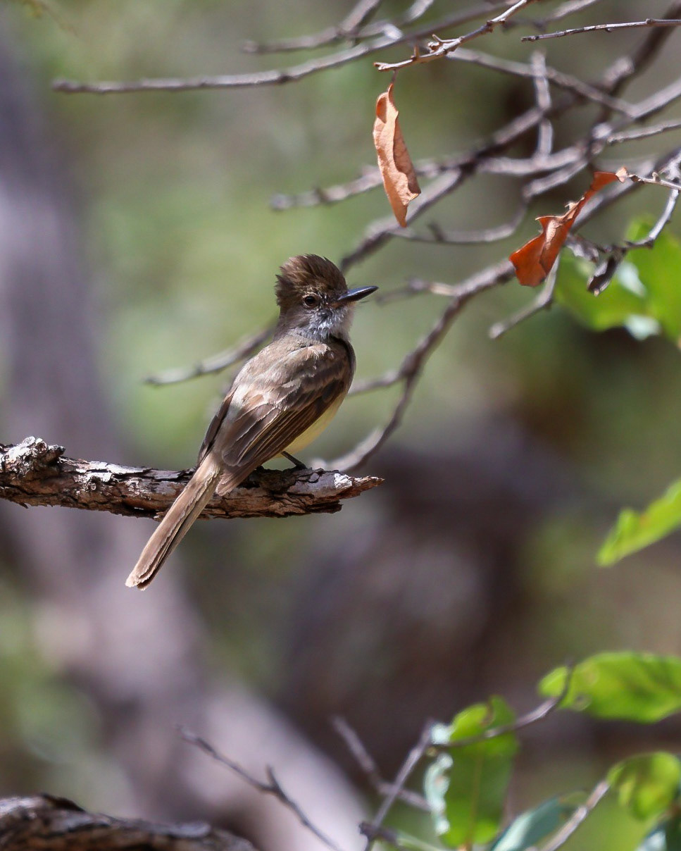 Dusky-capped Flycatcher