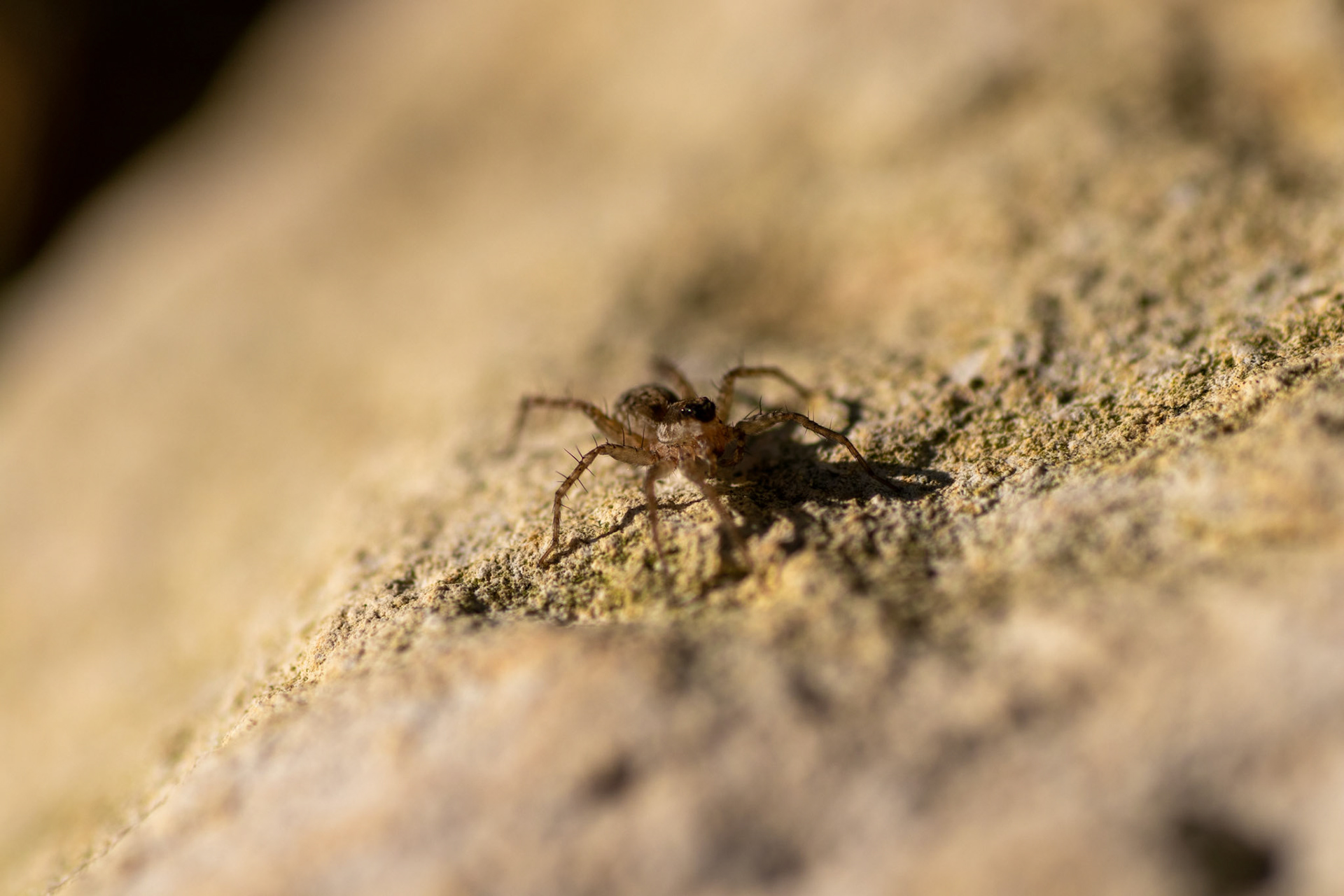 Shore Spider