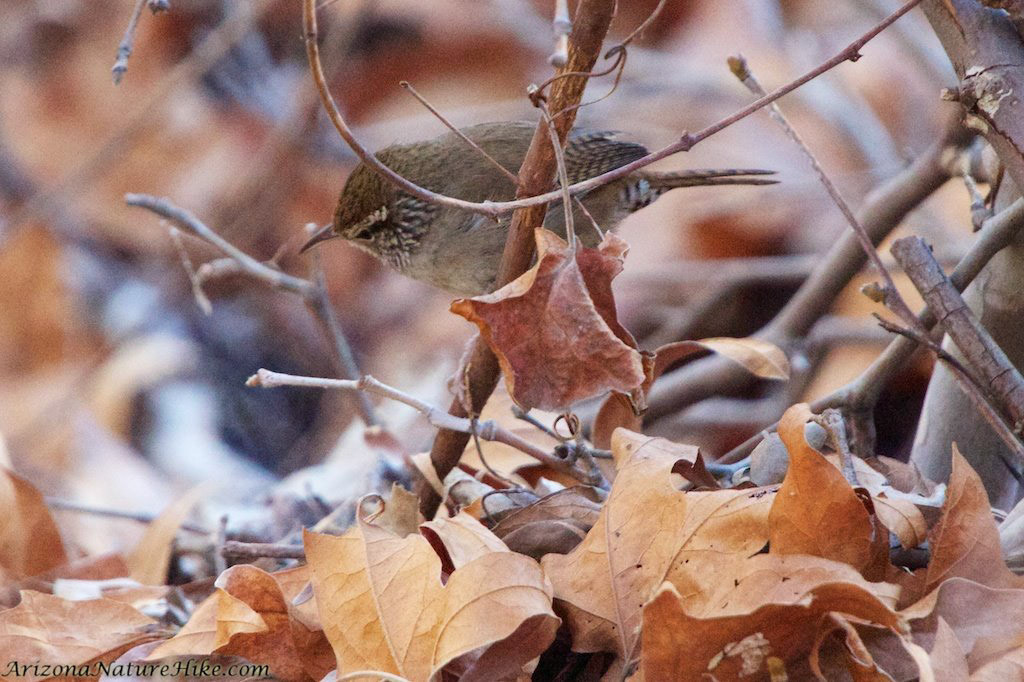 Sinaloa Wren