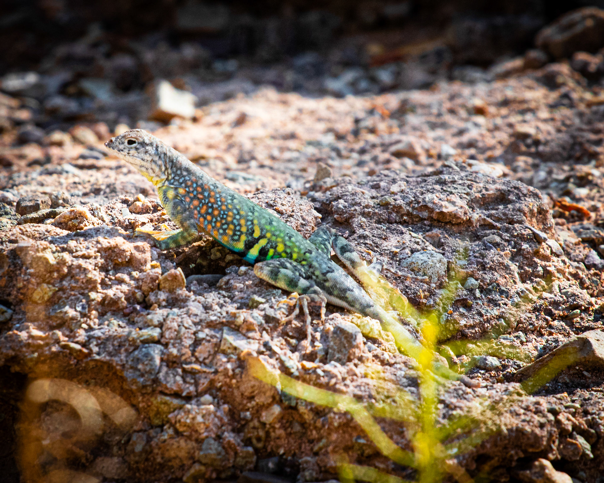 Greater Earless Lizard