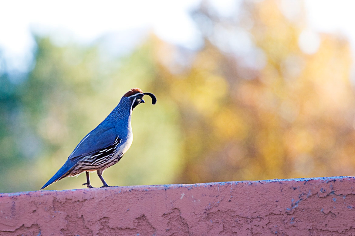 Gambrel's Quail