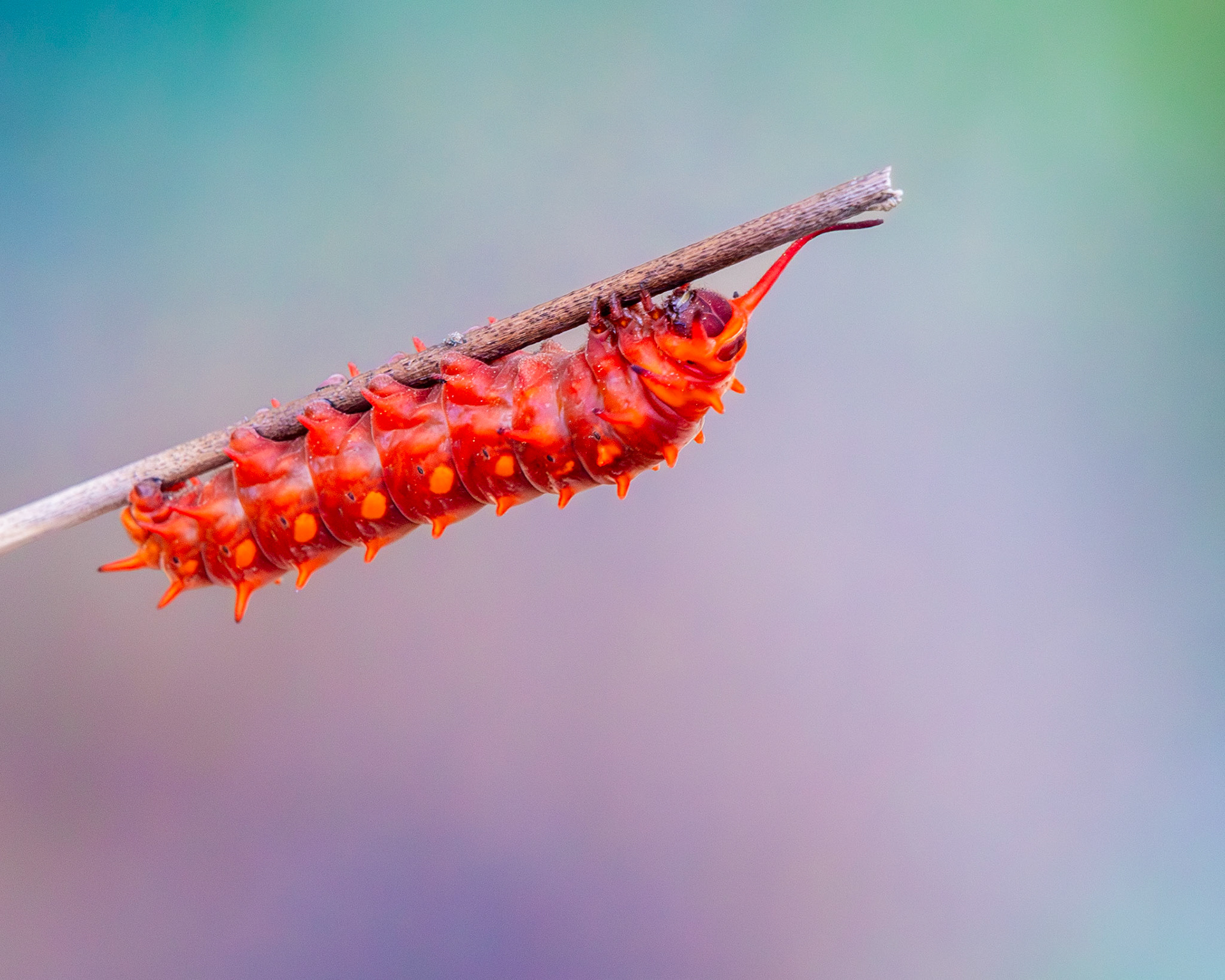 Pipevine Swallowtail Caterpillar