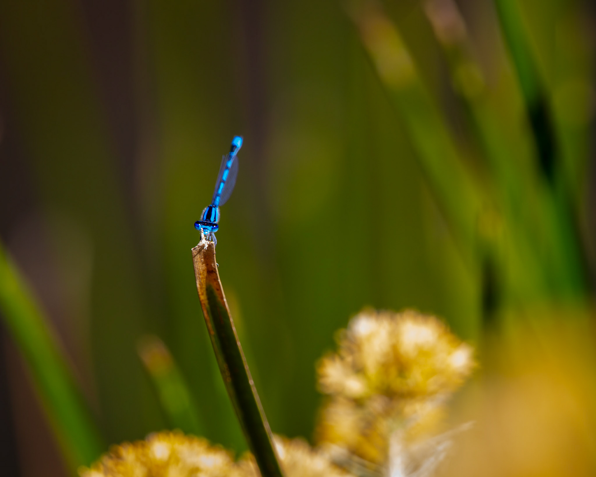 Familiar Bluet Damselfly