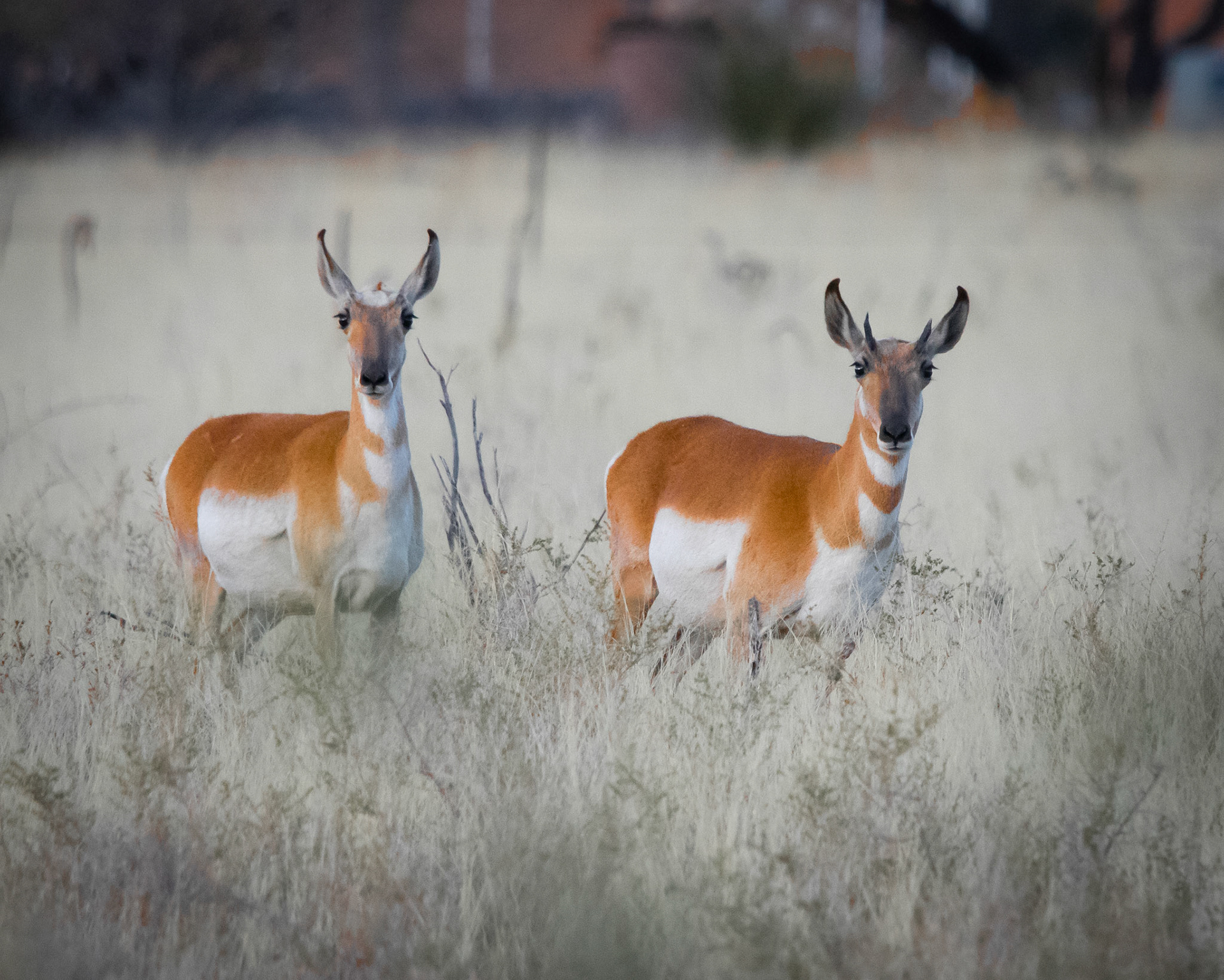 Pronghorn