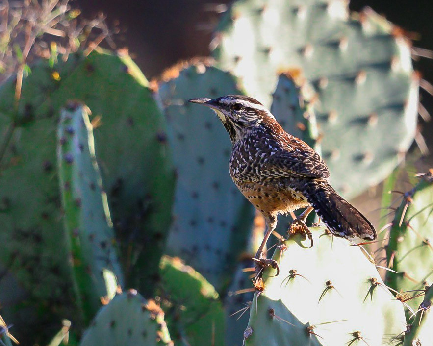 Cactus Wren