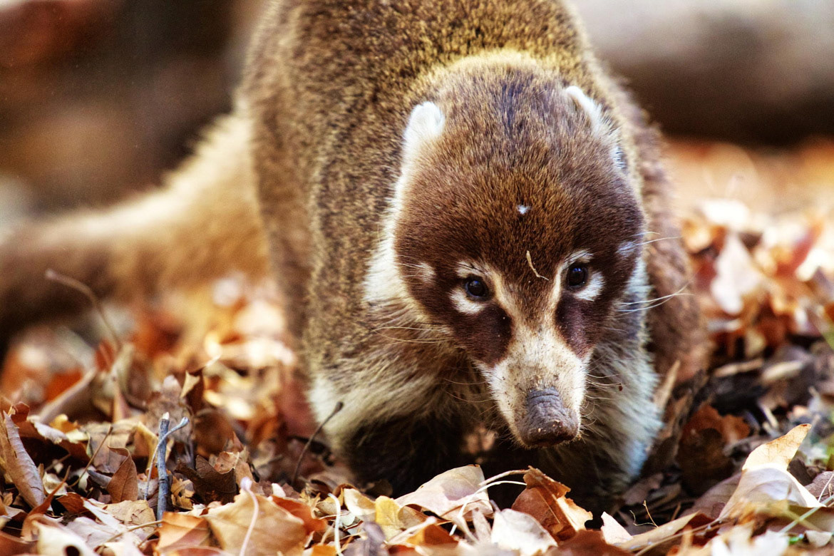 Coatimundi