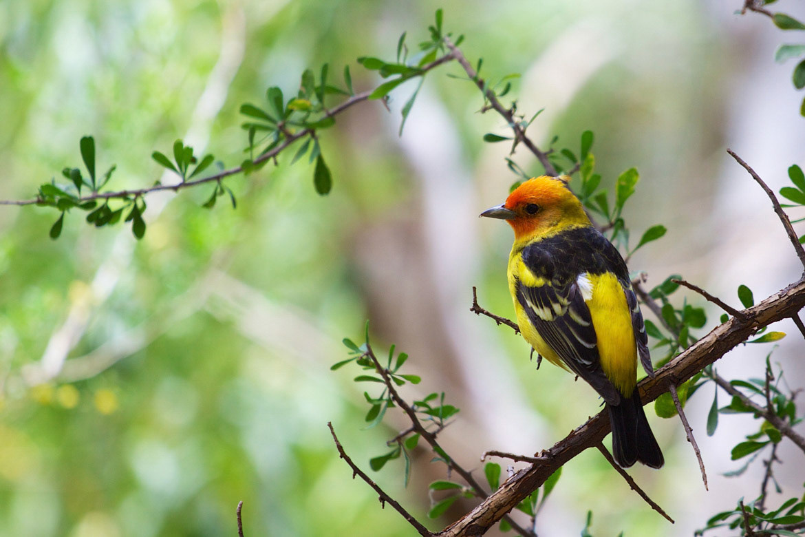 Western Tanager