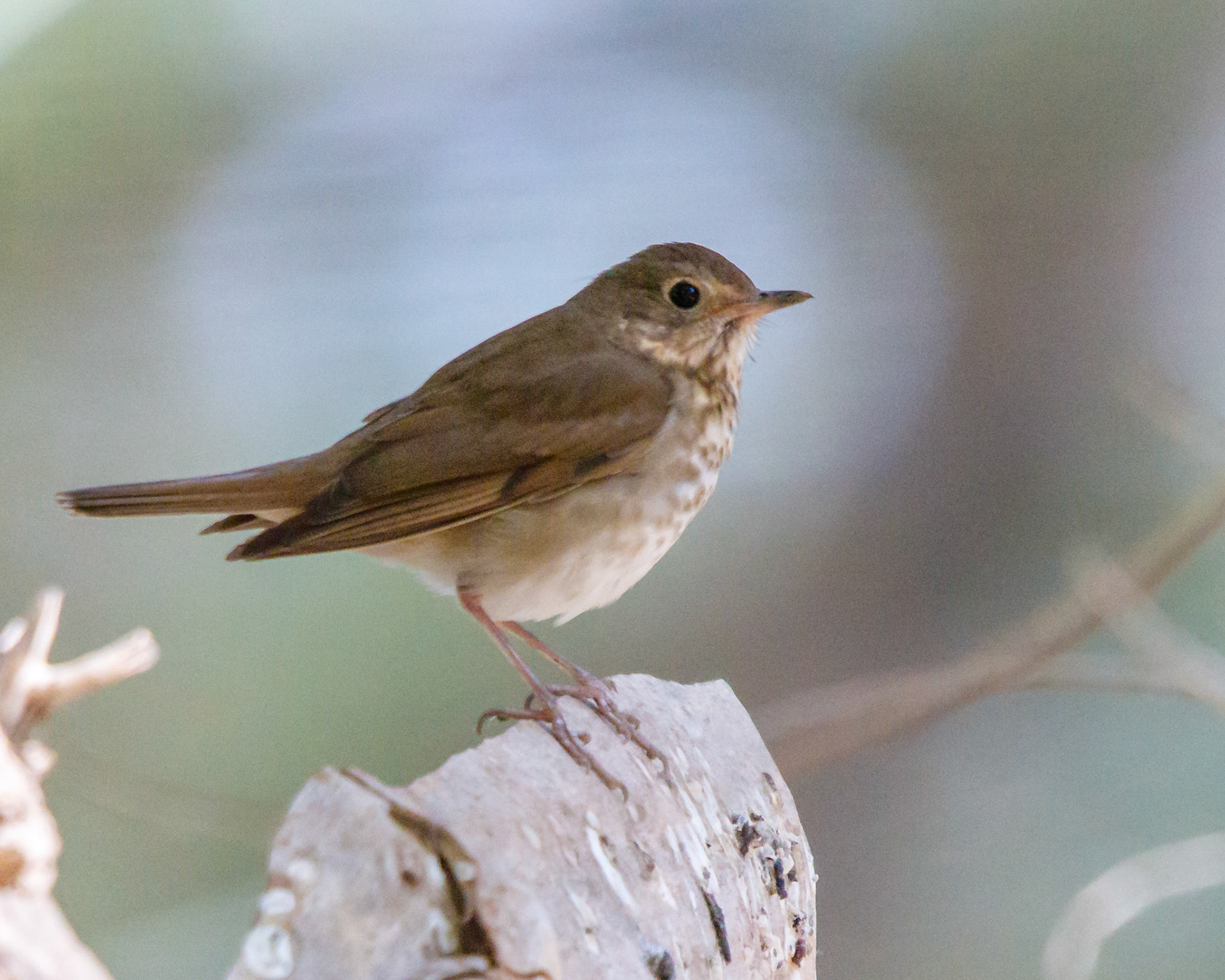 Hermit Thrush