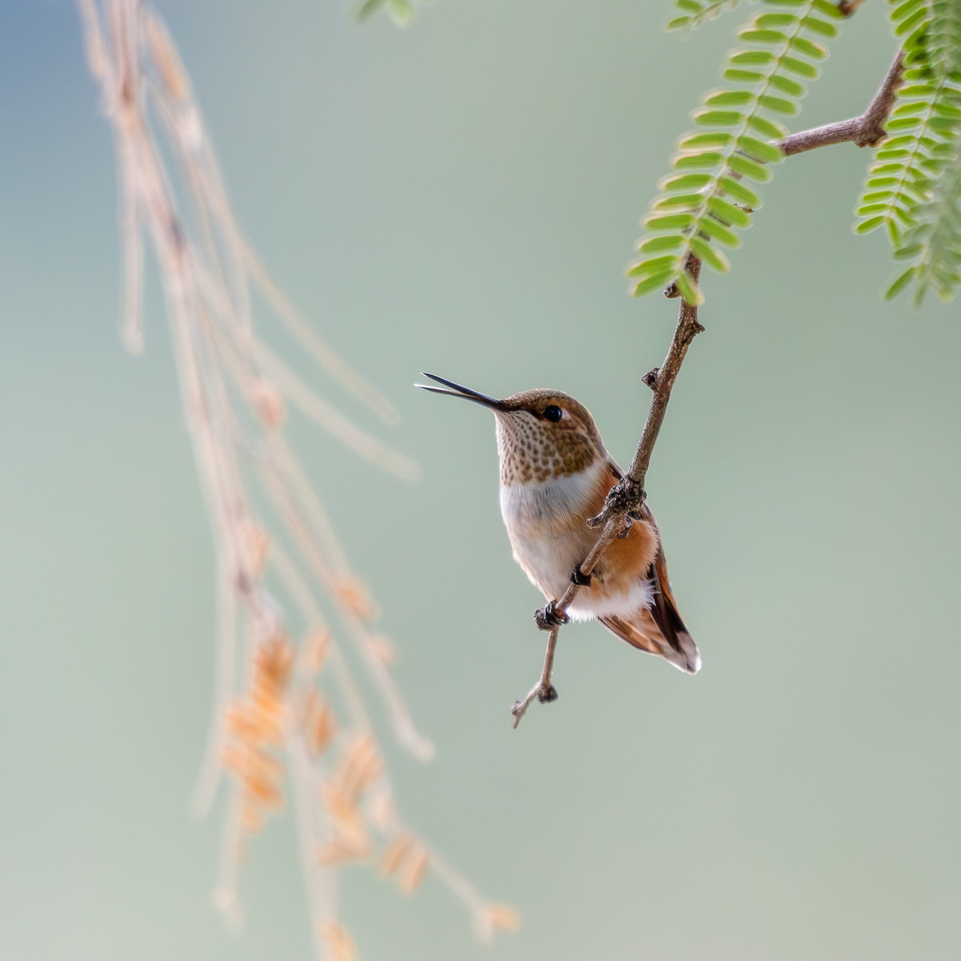 Rufous Hummingbird