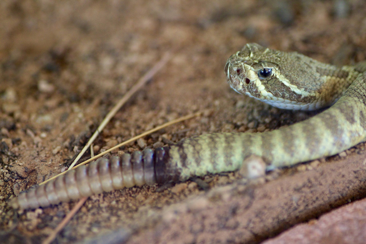 Weatern Diamondback Rattlesnake
