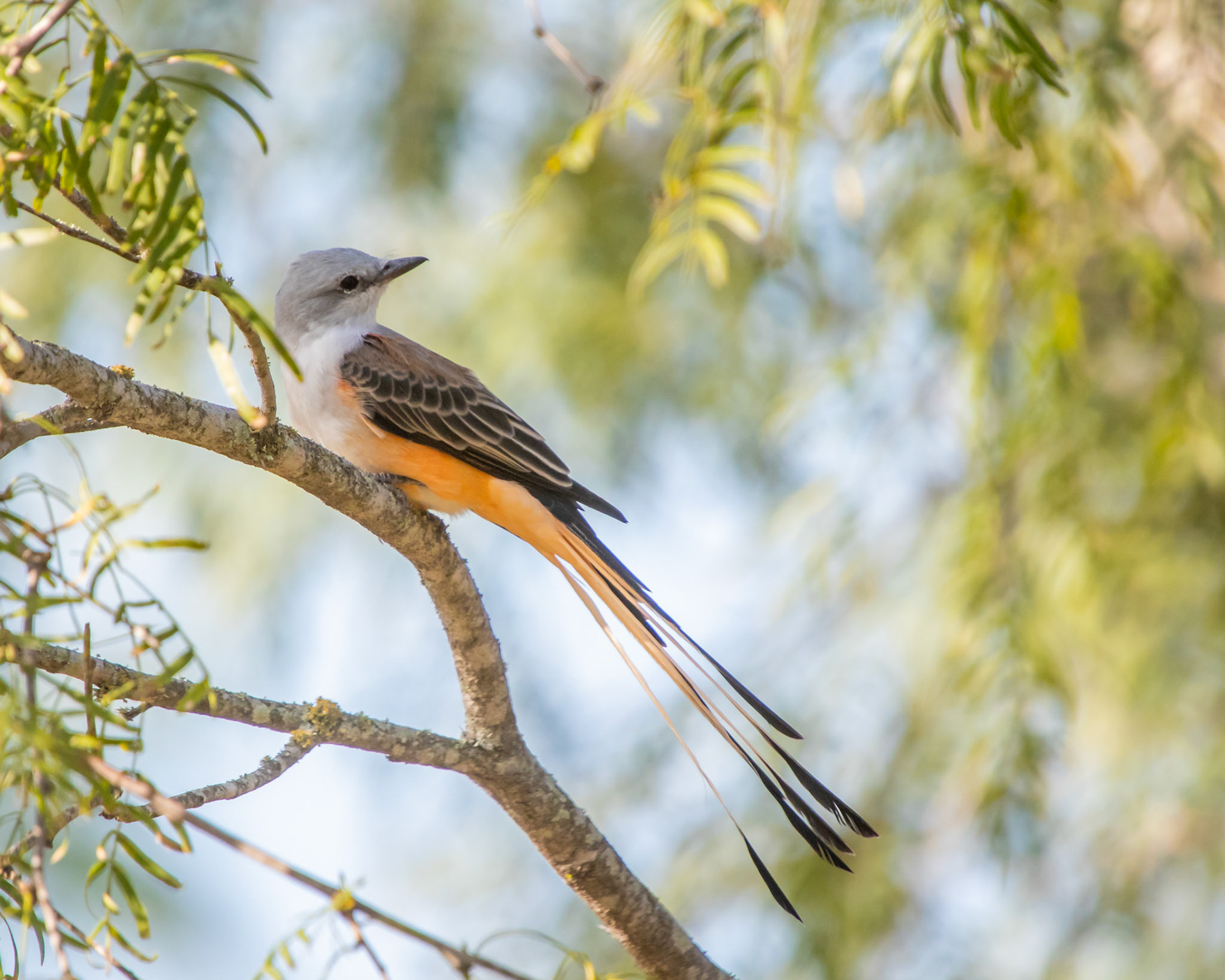Scissor-tailed Flycatcher