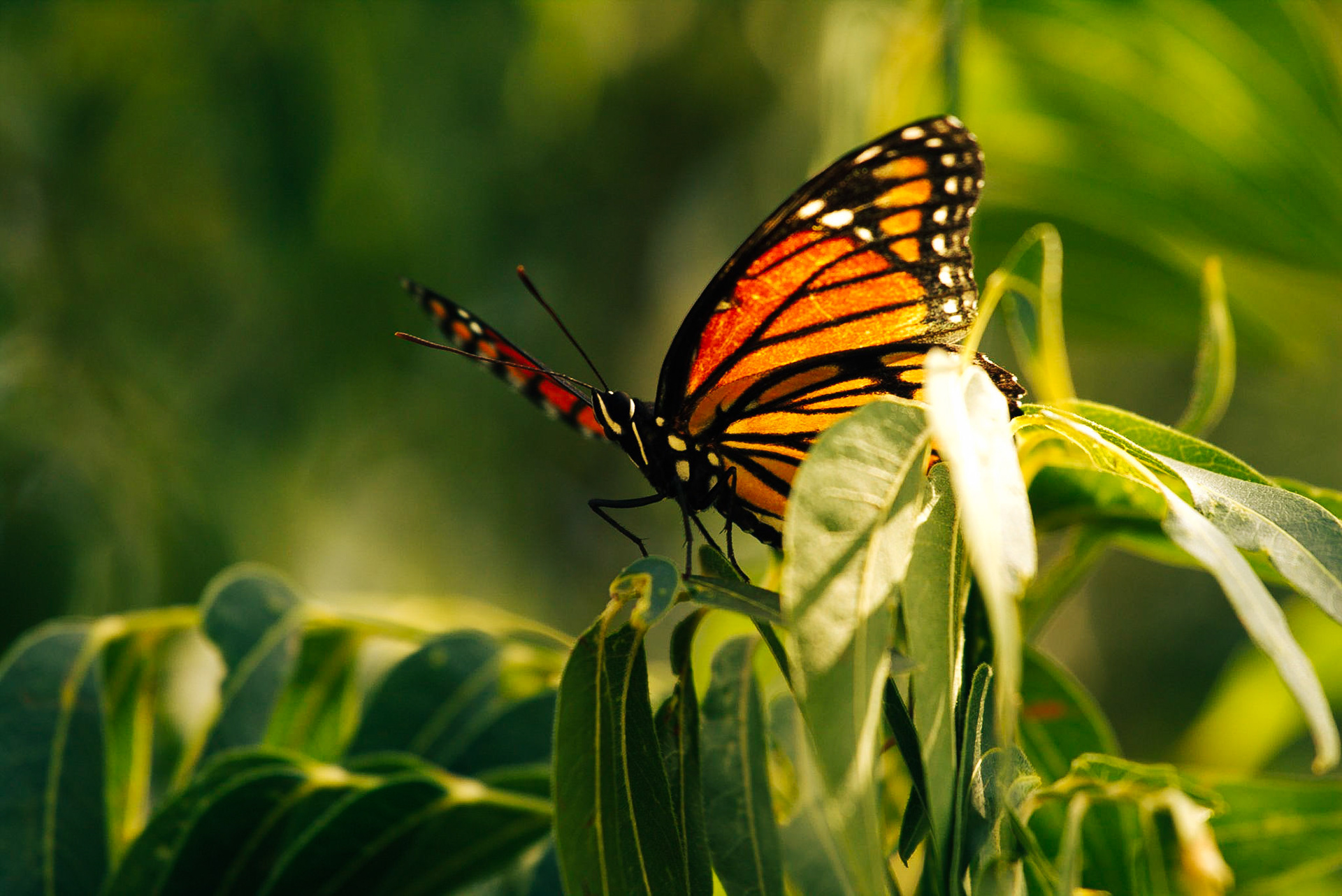 Monarch Butterfly (Danaus plexippus)