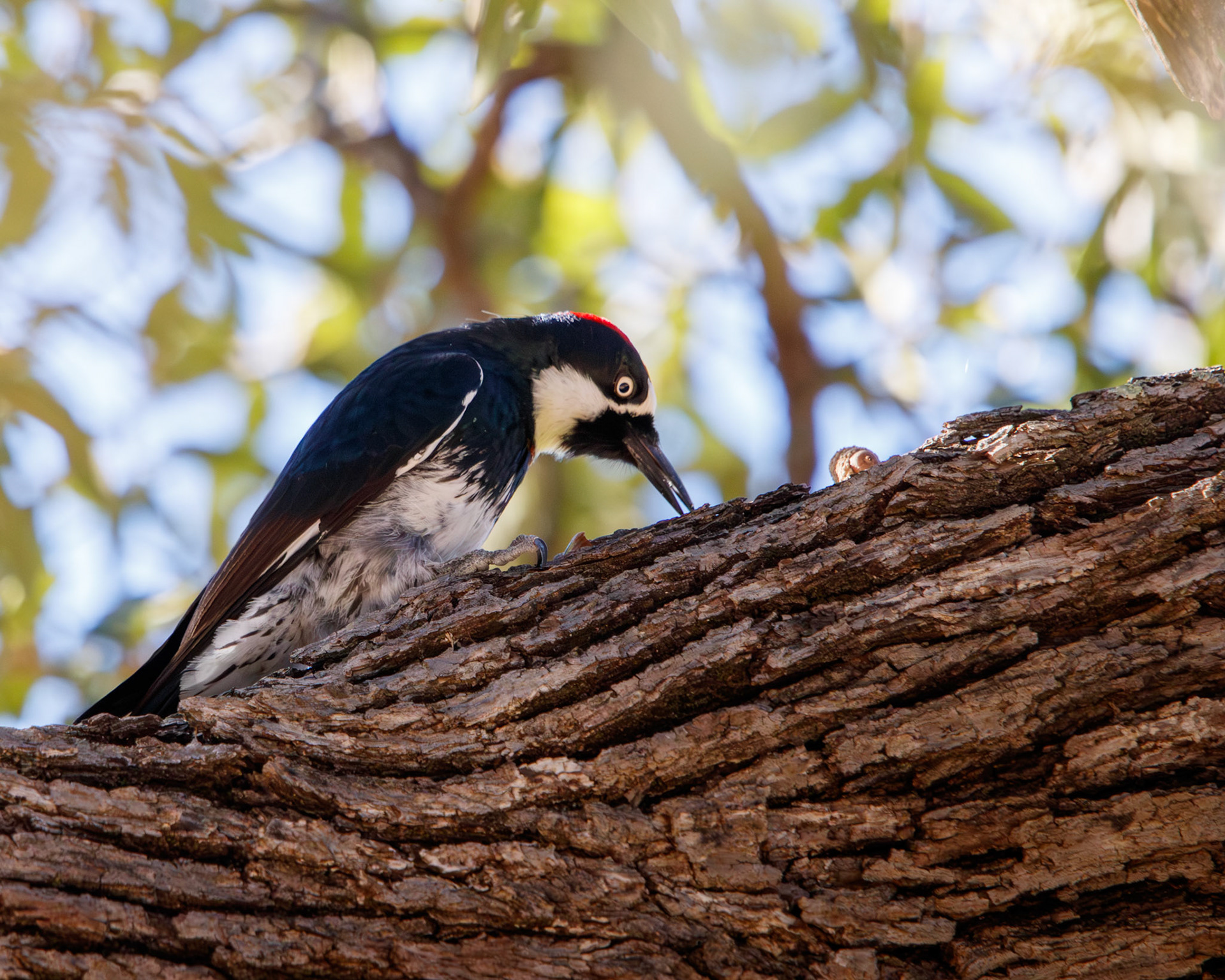 Acorn Woodpecker