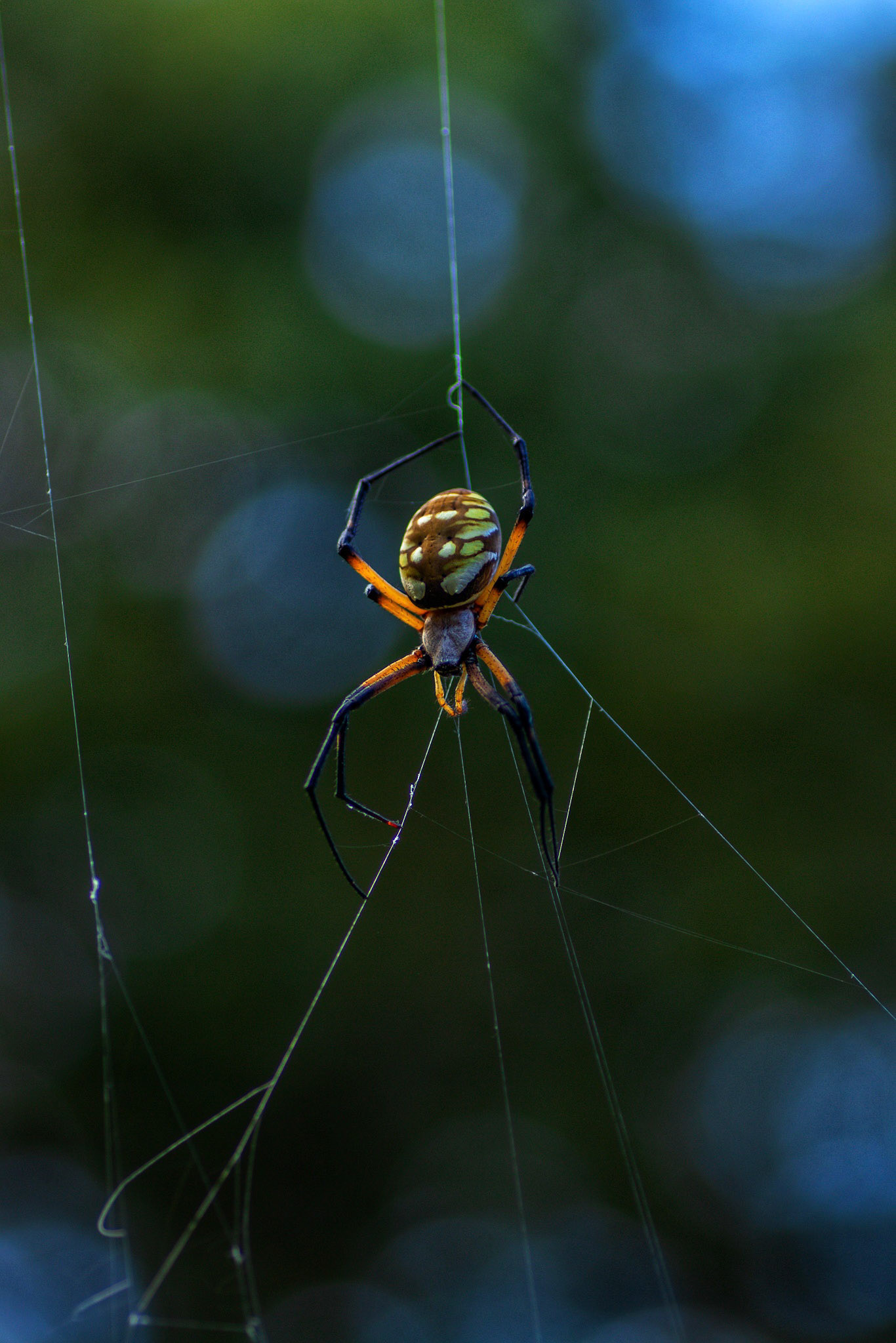 Black and Yellow Garden Spider