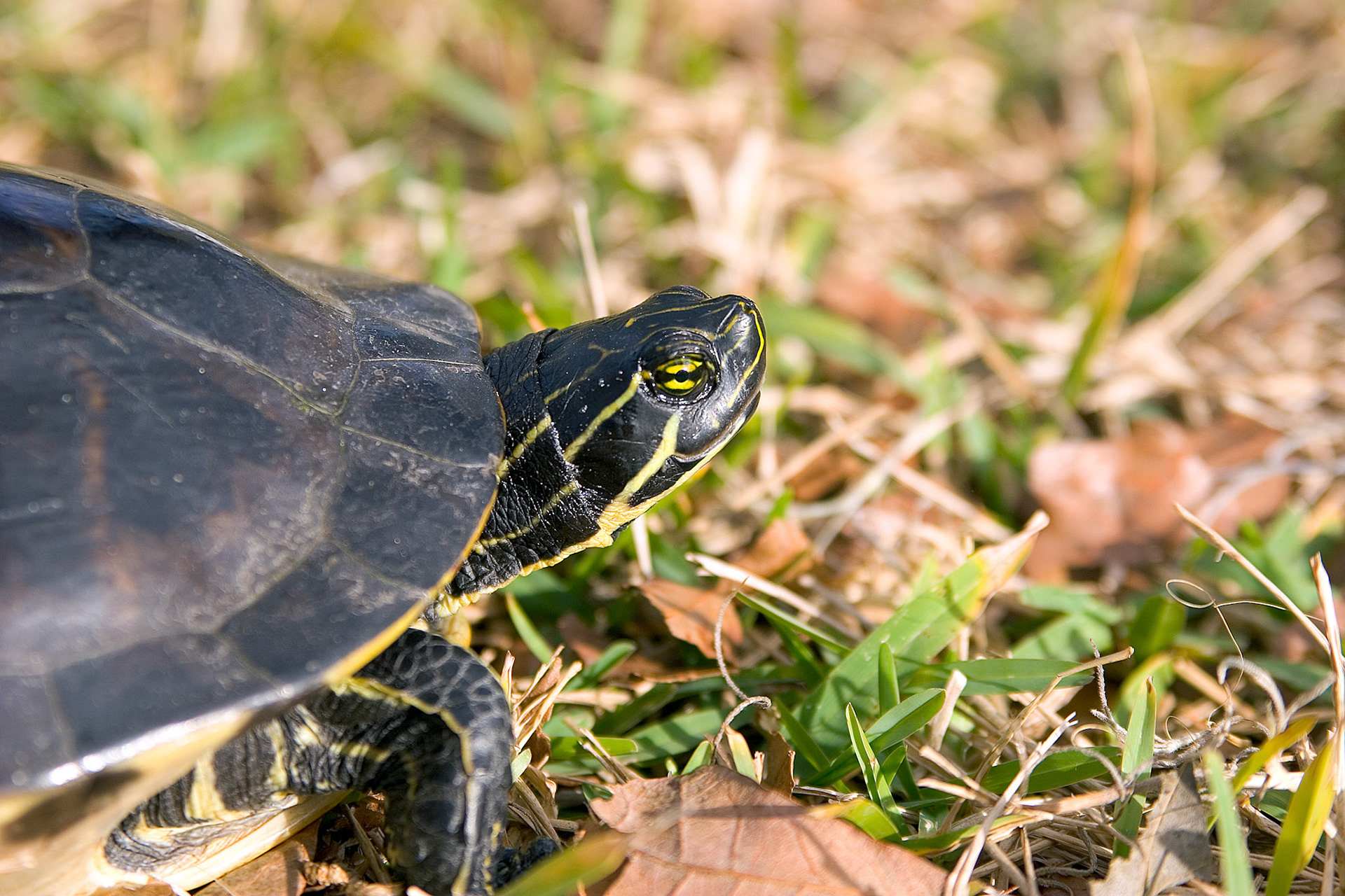Suwannee Cooter Turtle