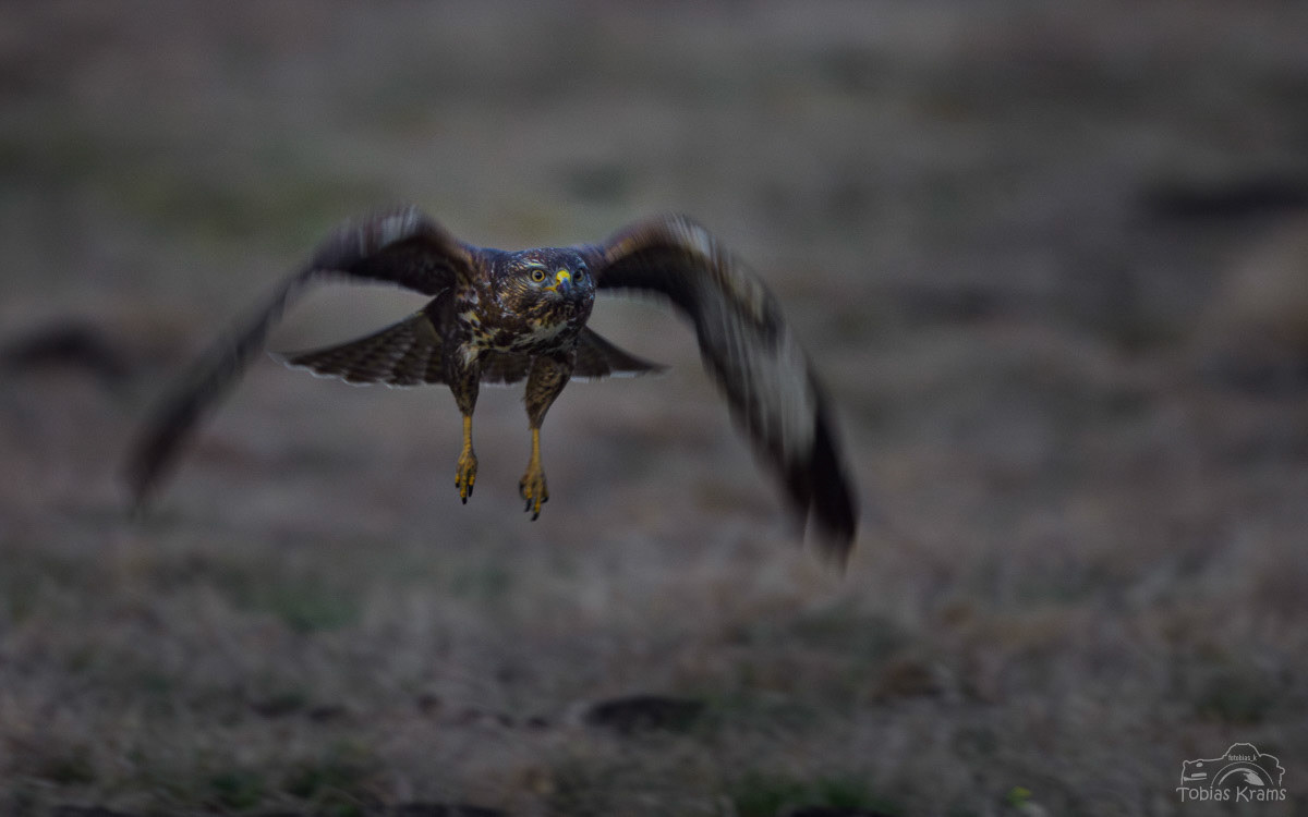 Mäusebussard - Grießenbacher Moos