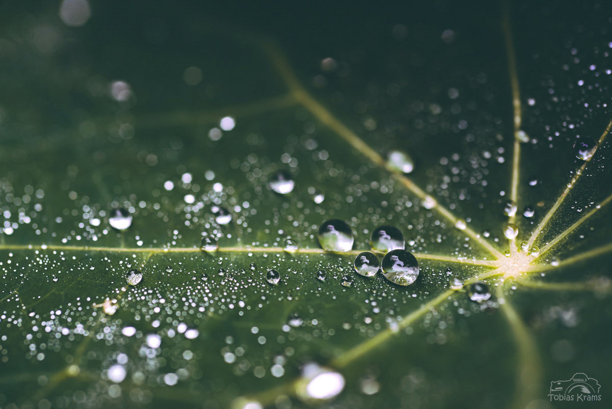 Regentropfen