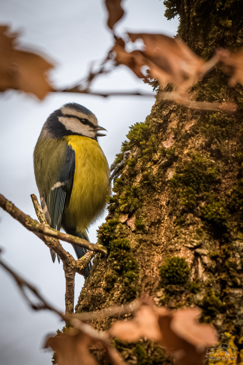 Blaumeise - Mettenbach 2024