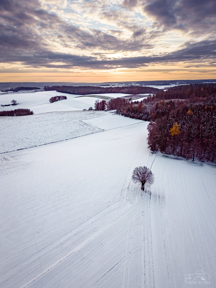 Buche im Winter - Mettenbach 2023