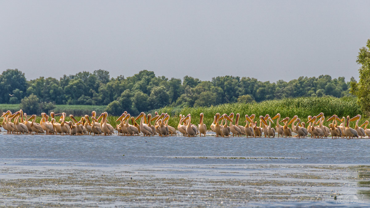 Pelikane im Donaudelta 2015