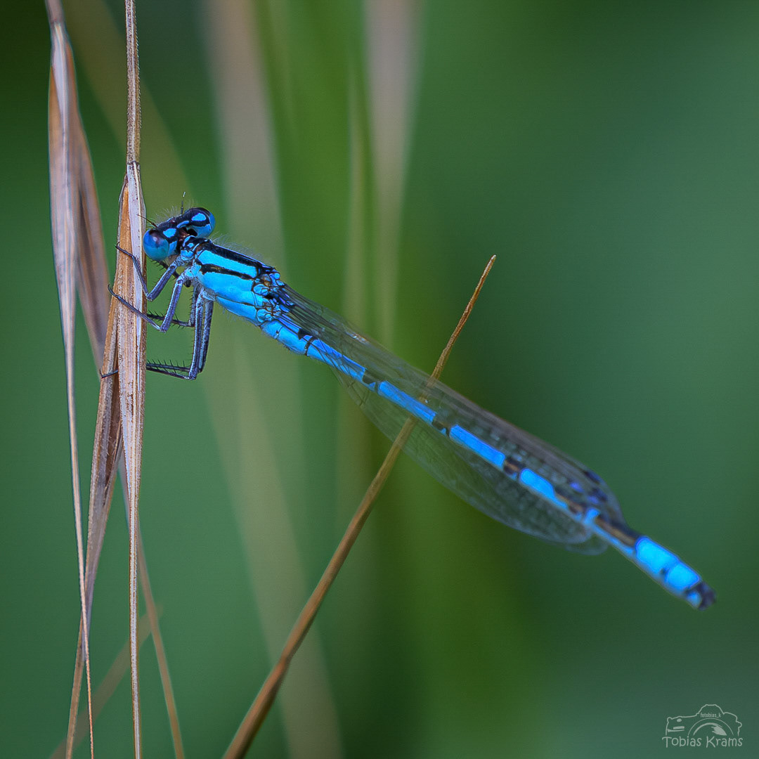 Hufeisen-Azurjungfer im Mettenbacher Moos