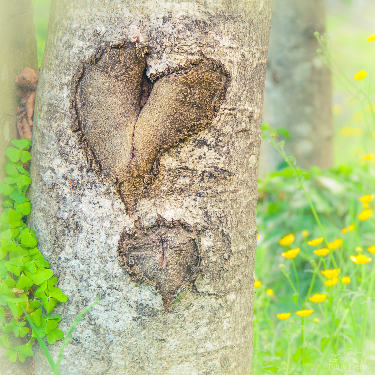 Herz - Finsterau 2015