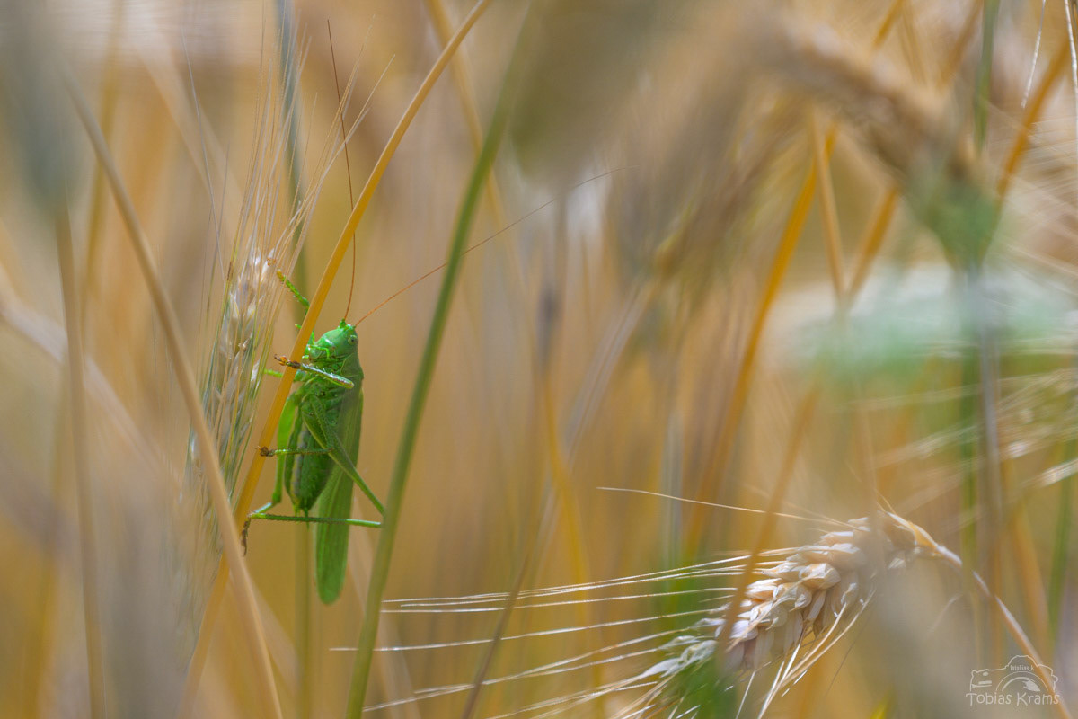 Grünes Heupferd (m) - Mettenbach 2025
