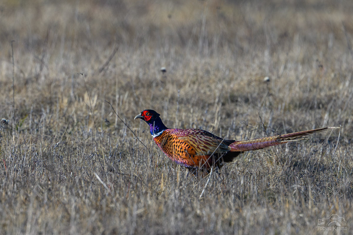 Jagdfasan - Mettenbacher Moos 2025