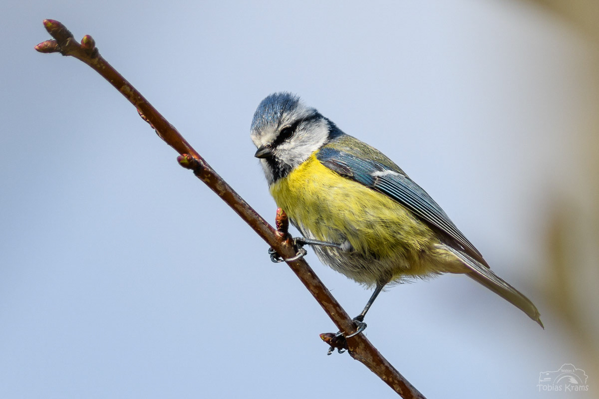 Blaumeise - Mettenbach 2024