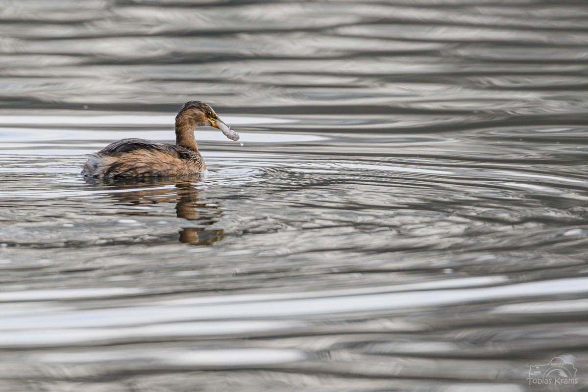 Zwergtaucher Altheim 2024