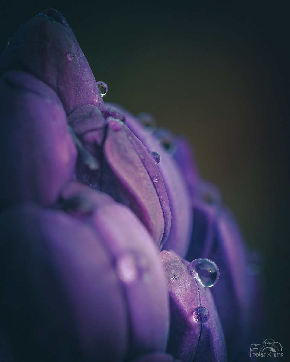 Hyazinthe (im Garten)