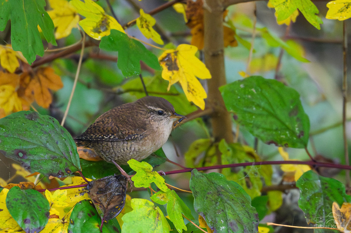 Zaunkönig mit Ohrenwuzler - Altheim 2024