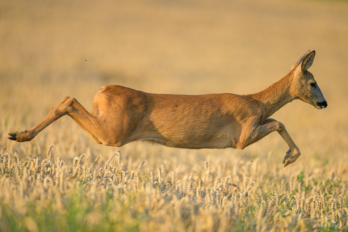 Ricke - Mettenbach 2024