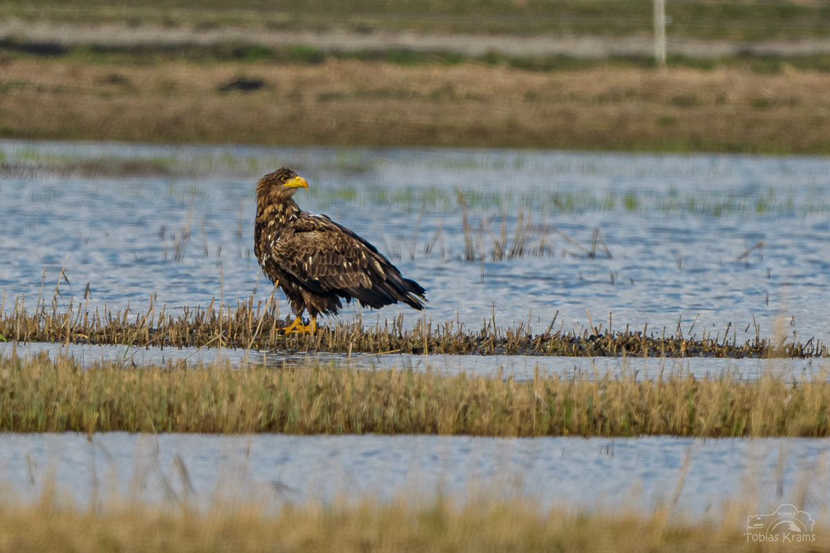 Seeadler - Kreuzstauden 2024